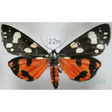 Callimorpha dominula (Linnaeus, 1758) Krasopani poziomkówka Poland22n